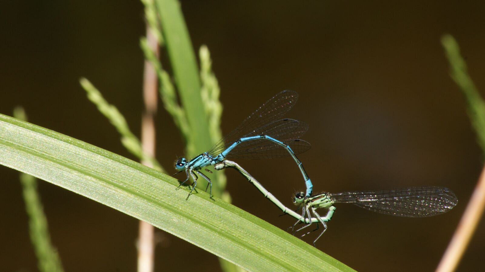 Sony Alpha DSLR-A230 sample photo. Dragonfly, pairing, green photography
