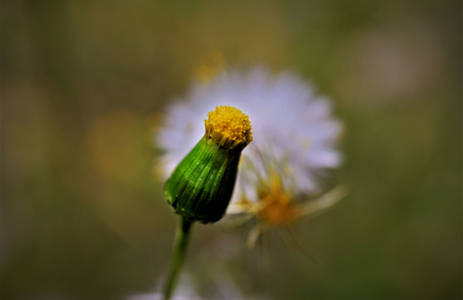 Canon EF-S 35mm F2.8 Macro IS STM sample photo. Common groundsel, old herbs photography