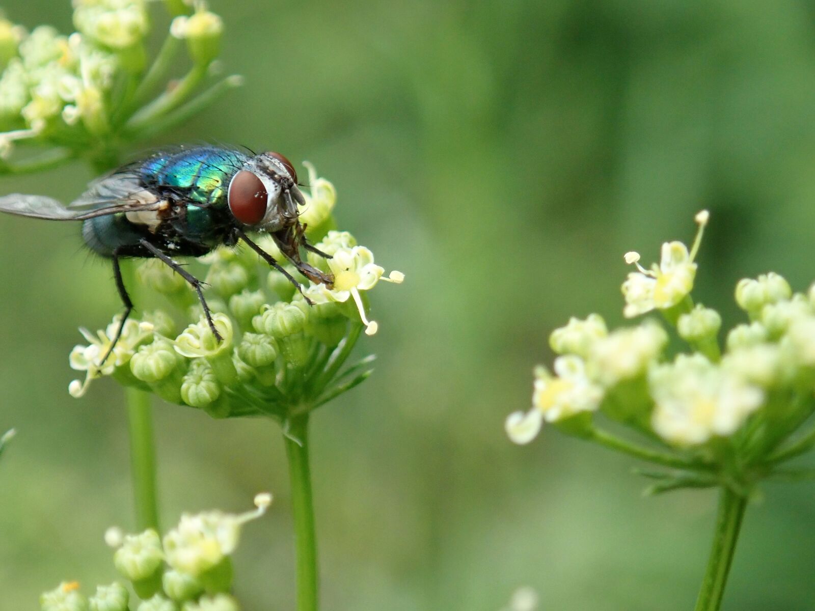 Olympus TG-5 sample photo. Insect fly, tongue, licking photography