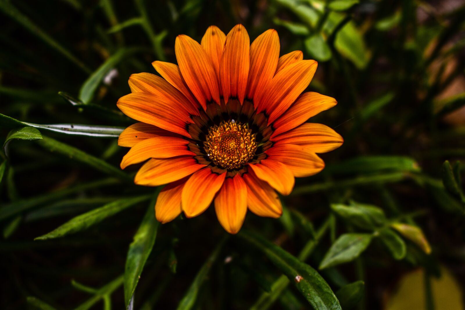 Nikon D3400 sample photo. Nature, plant, flower photography