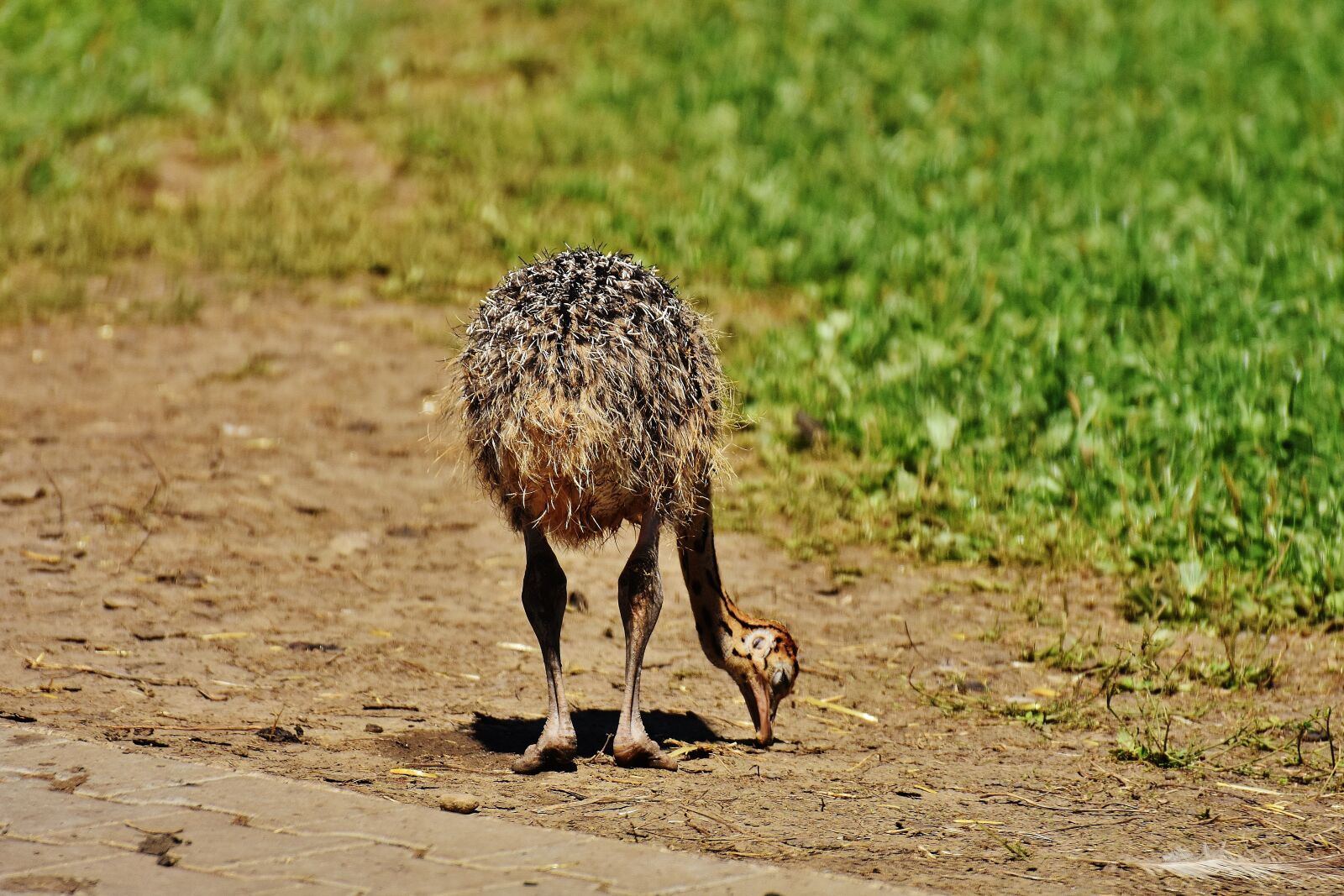 Nikon D7200 sample photo. Bouquet, young animal, ostrich photography