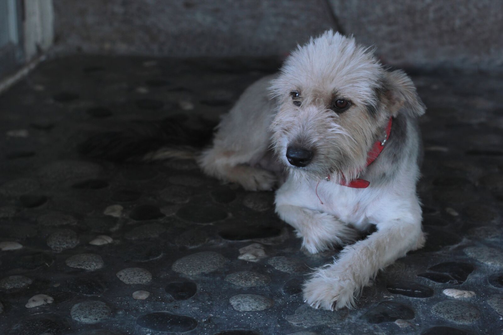 Canon EOS 550D (EOS Rebel T2i / EOS Kiss X4) sample photo. Dog, pet, animal photography