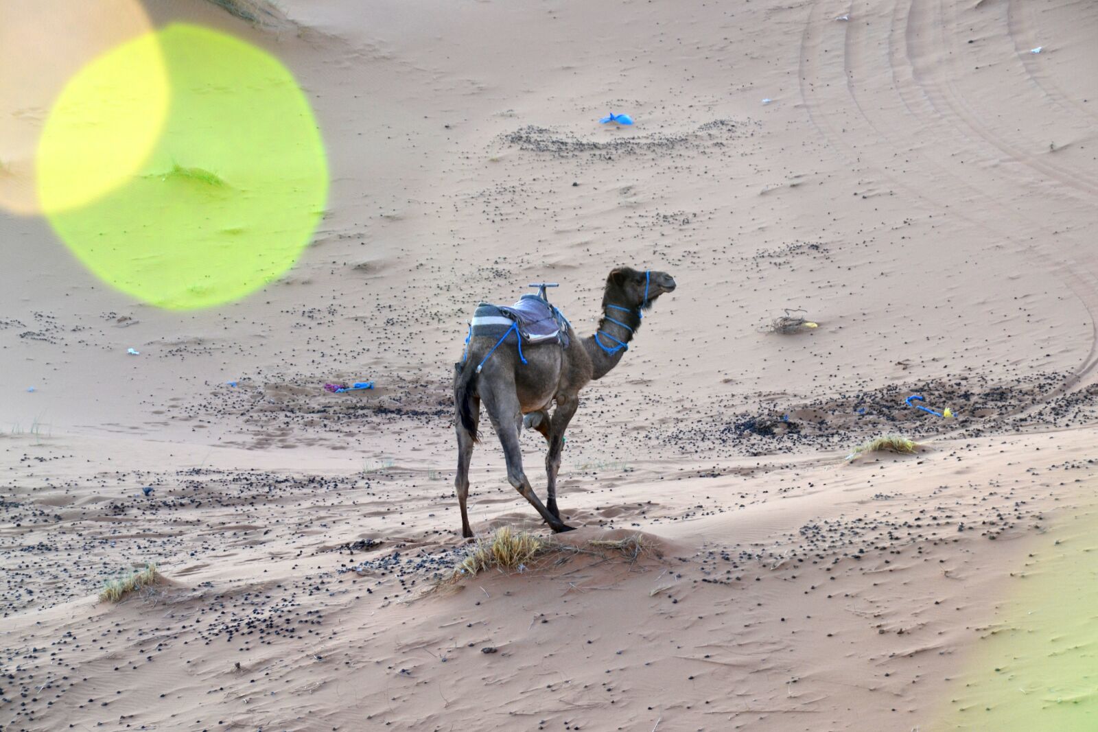 Nikon D3100 sample photo. Morroco, desert, camel photography