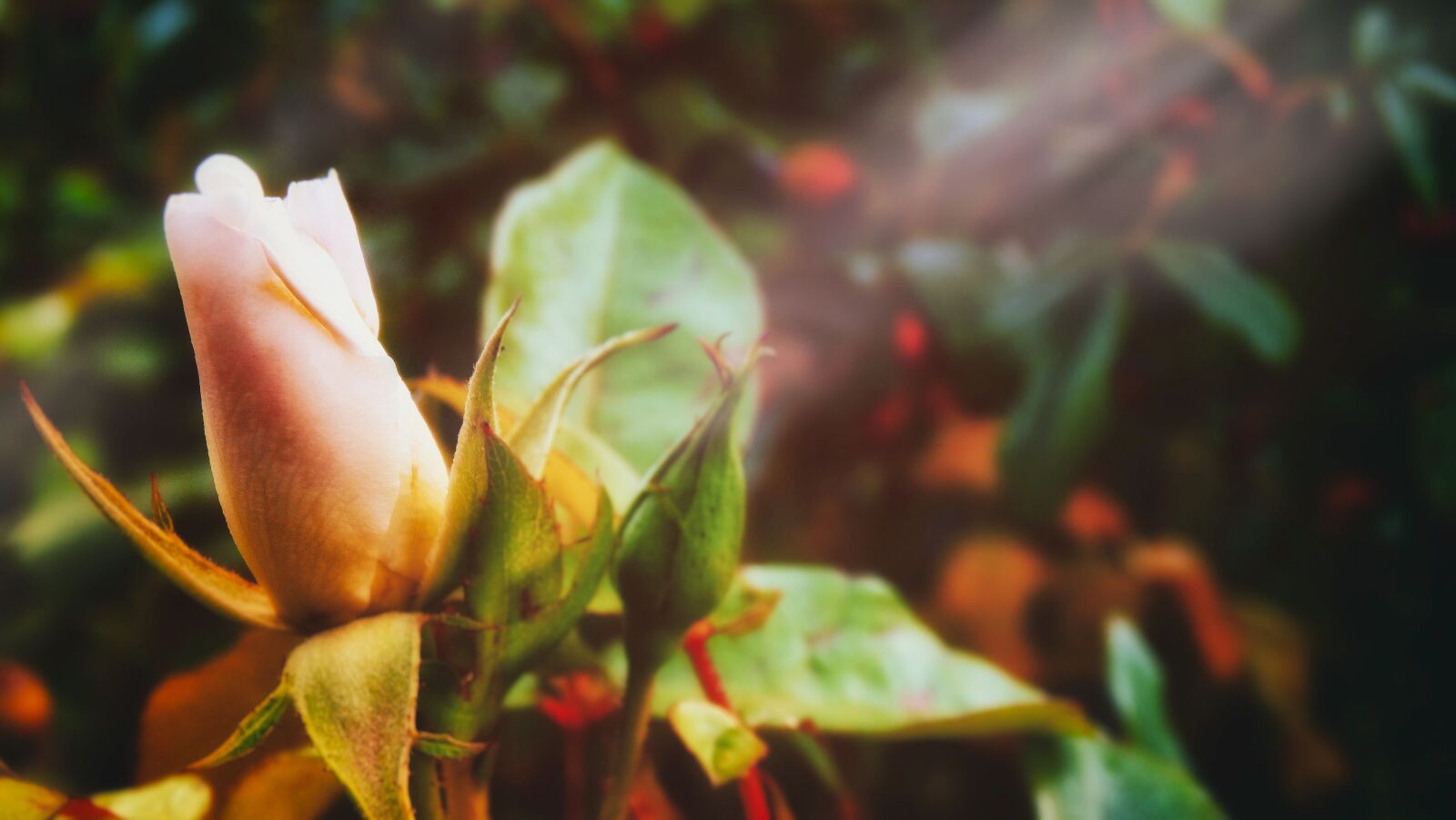 Sony Cyber-shot DSC-HX300 sample photo. Rose, bloom, bud photography
