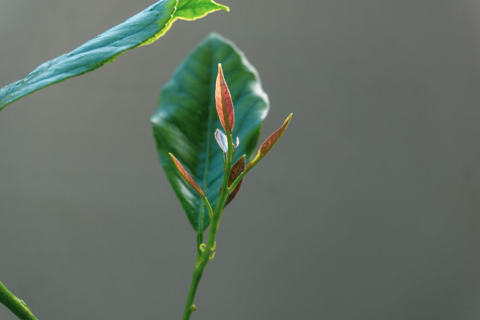 Sony a6000 sample photo. Leaf, nature, plant photography