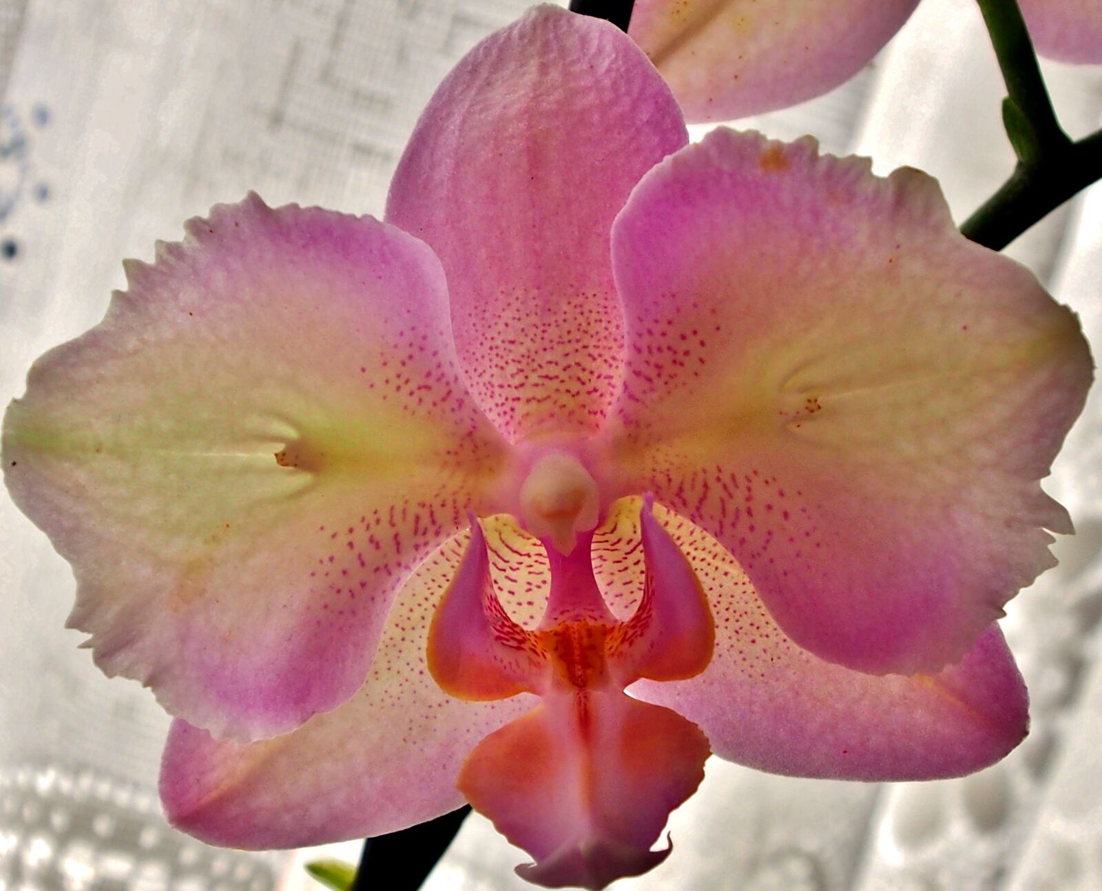 Olympus OM-D E-M5 + OLYMPUS M.12-50mm F3.5-6.3 sample photo. Orchid, pink, close up photography