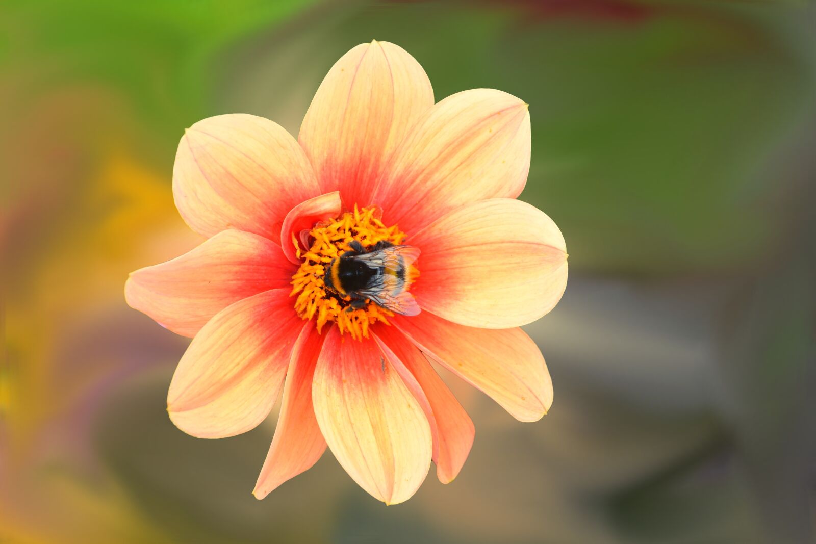 Nikon D5200 sample photo. Dahlia, flower, blossom photography