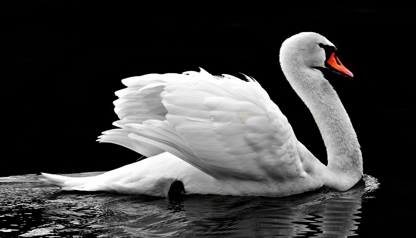 Canon EOS 80D sample photo. Lake, nature, swan, bird photography