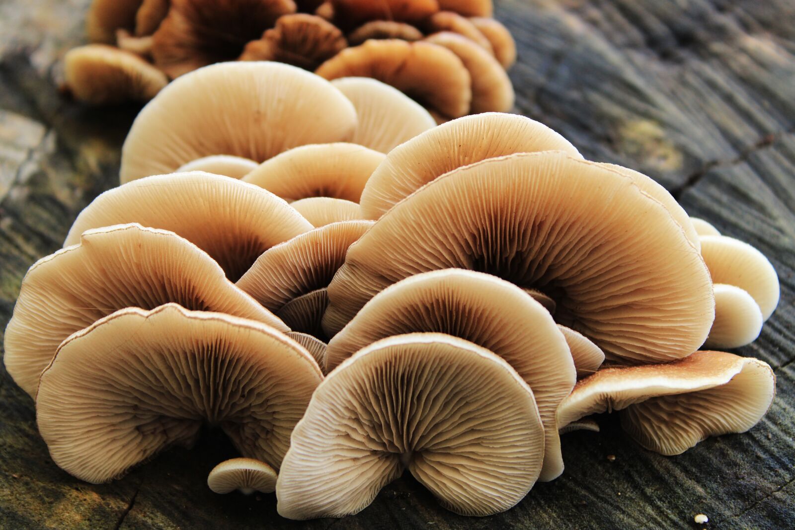 Canon EOS 2000D (EOS Rebel T7 / EOS Kiss X90 / EOS 1500D) sample photo. Mushroom, wild, nature photography