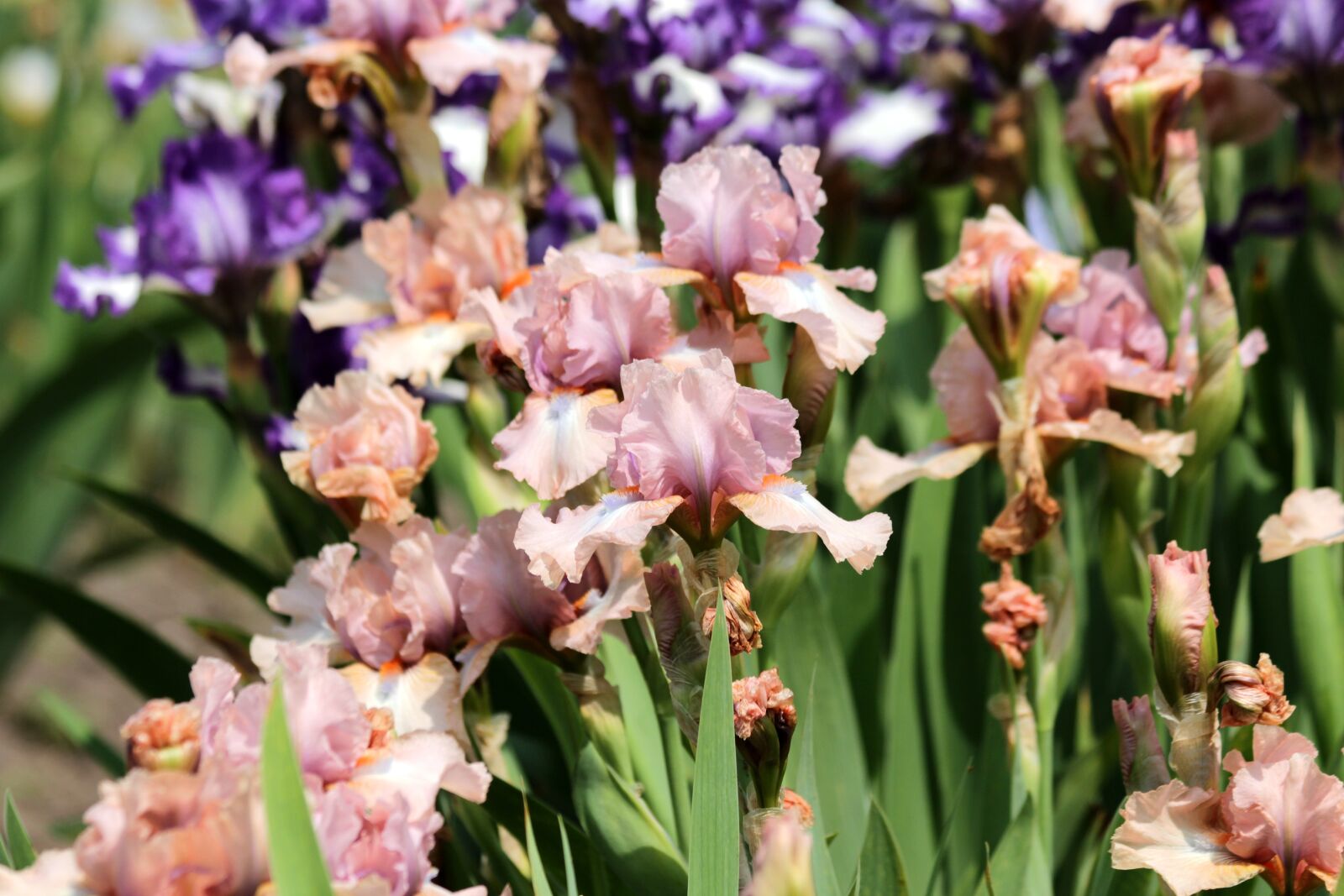 Canon EOS 650D (EOS Rebel T4i / EOS Kiss X6i) sample photo. Irises, flowers, pink irises photography