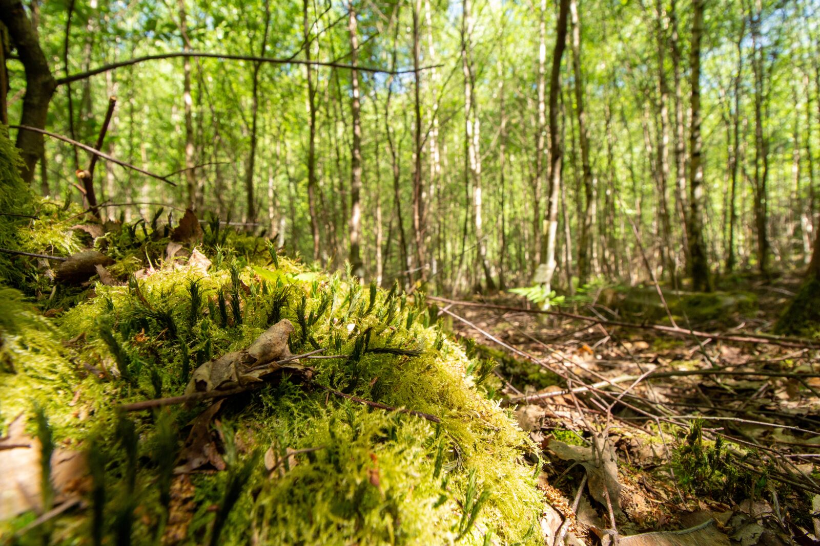 Canon EOS 700D (EOS Rebel T5i / EOS Kiss X7i) + Canon EF-S 10-18mm F4.5–5.6 IS STM sample photo. Forest, moss, nature photography