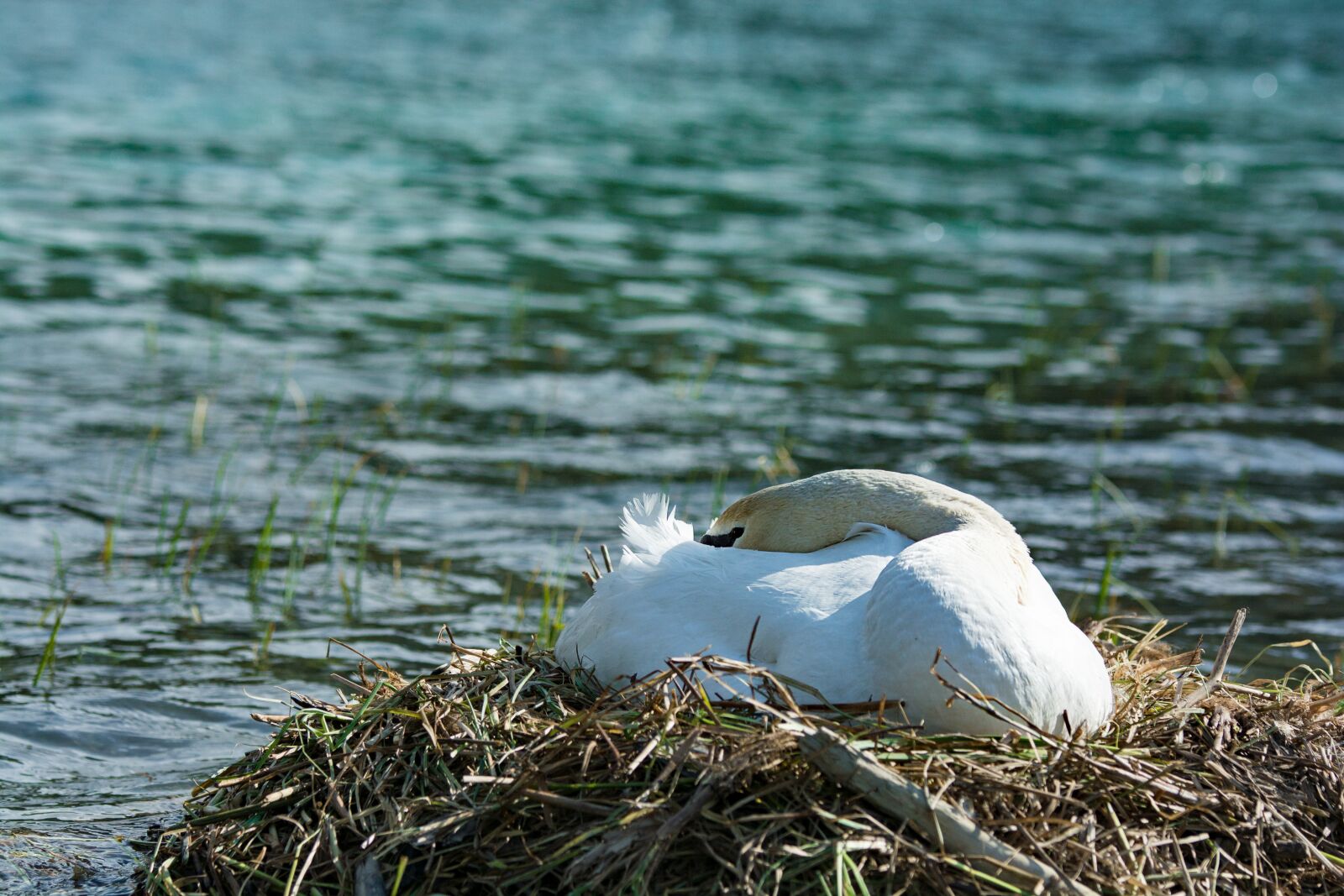 Nikon D7100 sample photo. Swan, breed, rest photography