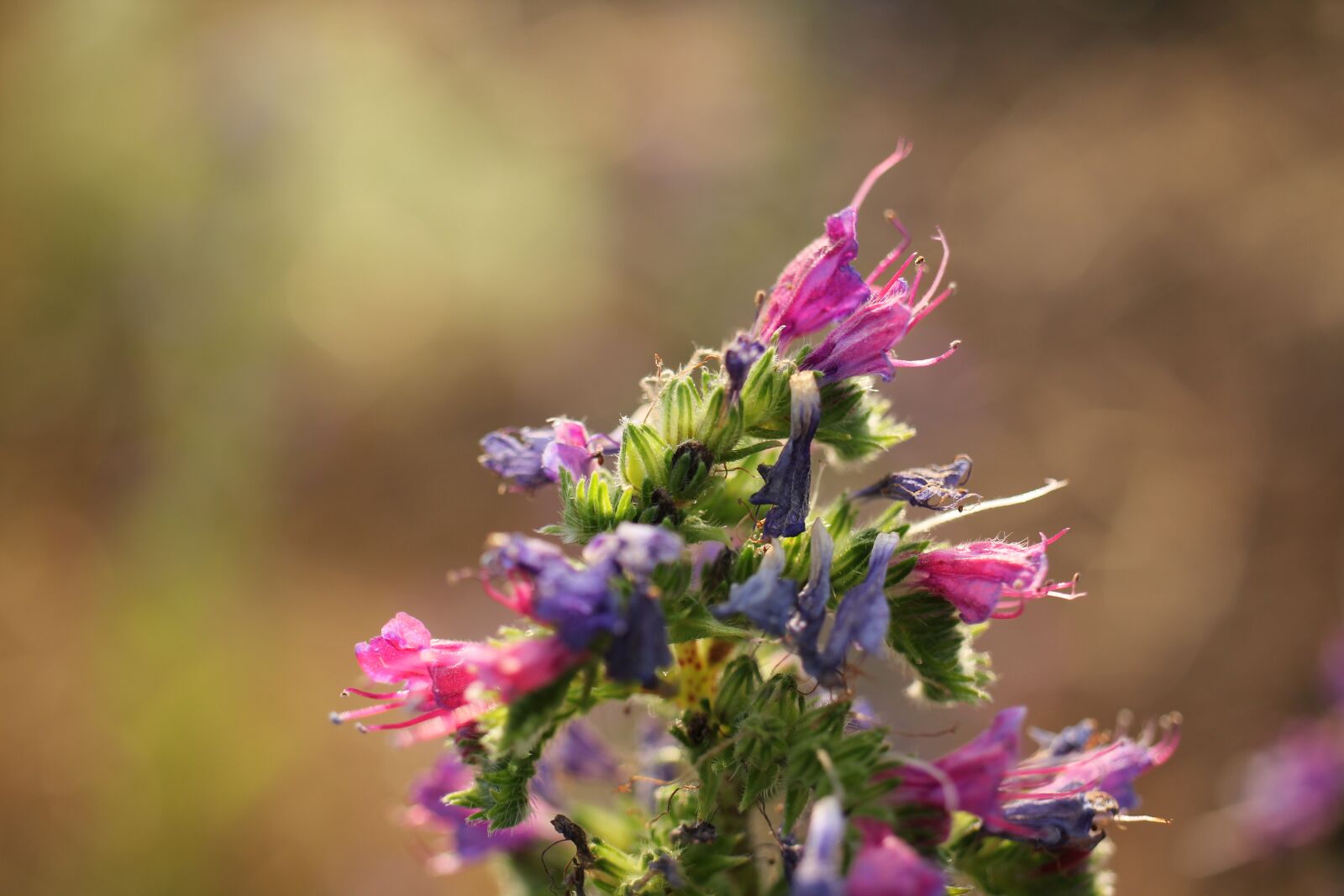 Canon EOS 550D (EOS Rebel T2i / EOS Kiss X4) sample photo. Wild flower, pink, purple photography
