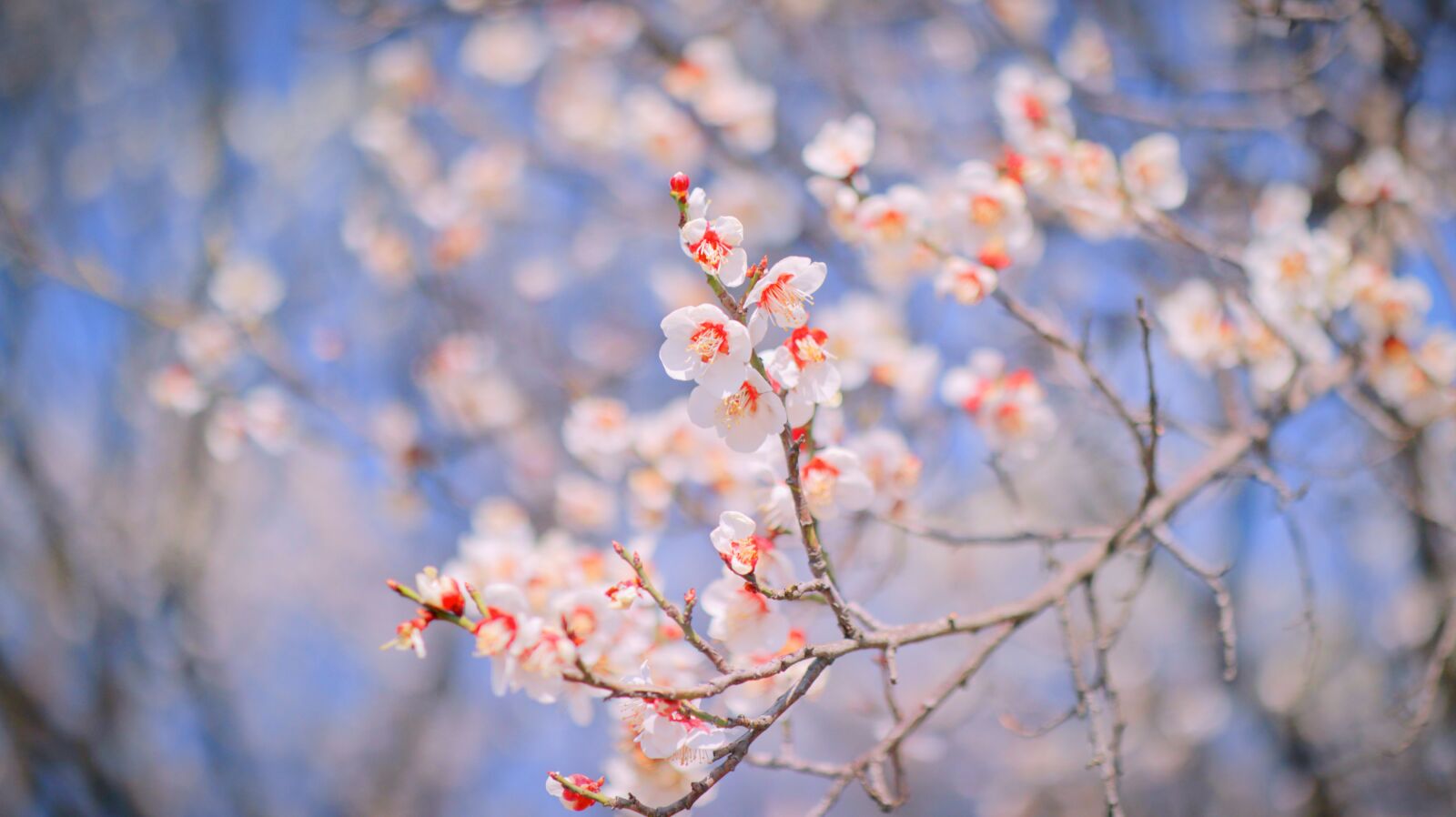 Canon EOS M50 (EOS Kiss M) sample photo. Flowers, plum, anton photography