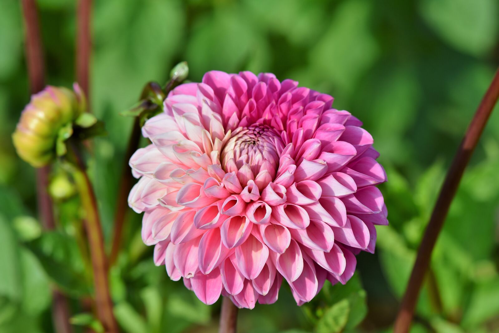 Nikon D7200 sample photo. Dahlia, dahlias bud, flower photography