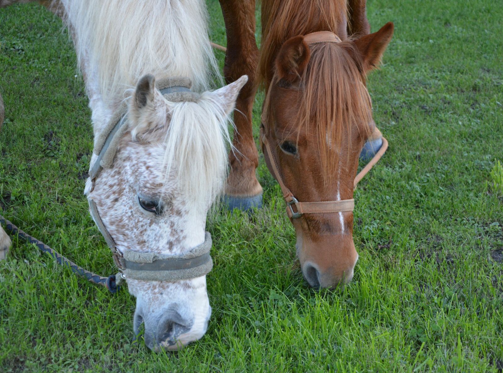 Nikon D5200 sample photo. Cheval, blanc, cheval, marron photography