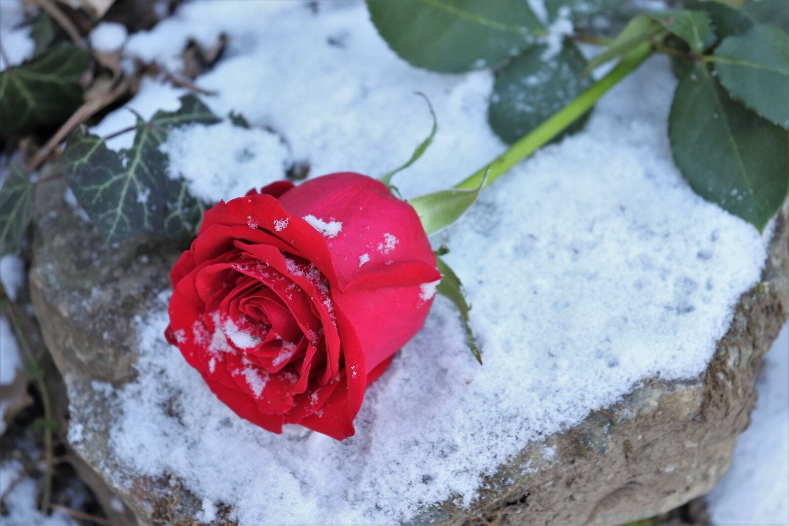 Canon EOS 200D (EOS Rebel SL2 / EOS Kiss X9) sample photo. Red rose on stone photography