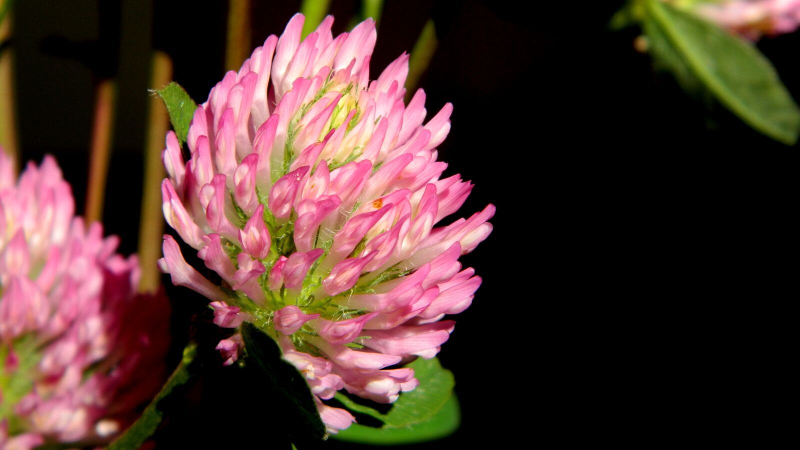 Nikon Coolpix L120 sample photo. Clover, pink, nature photography