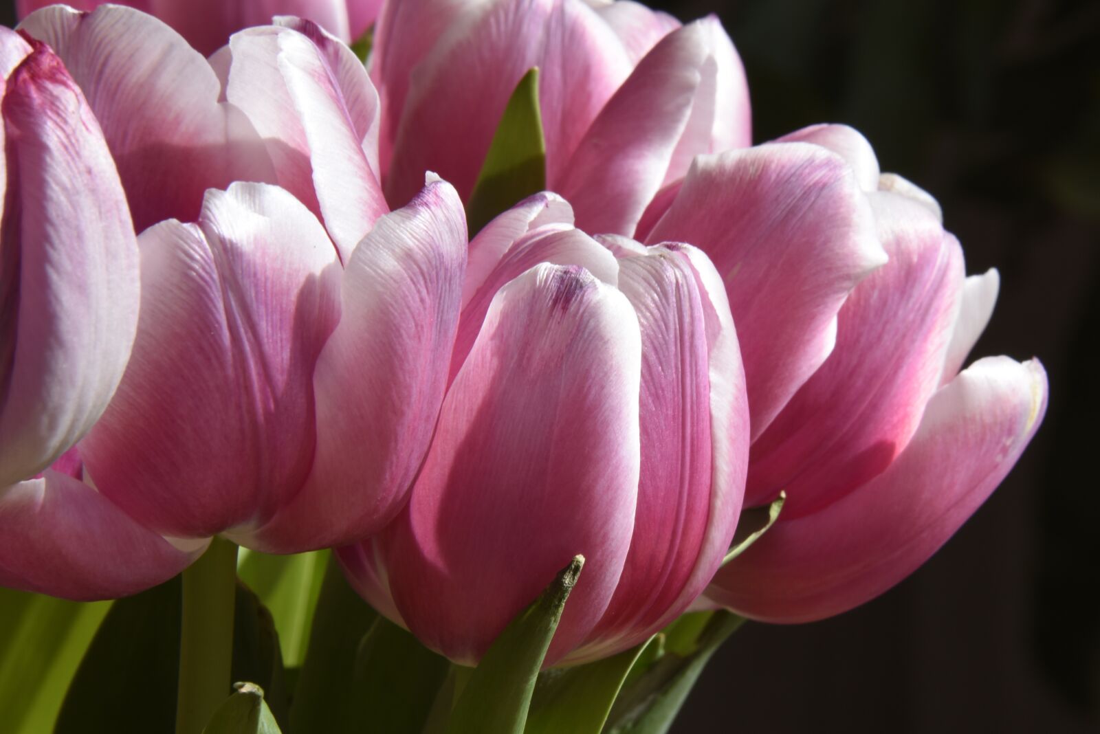 Nikon D750 sample photo. Tulip, spring, flowers photography