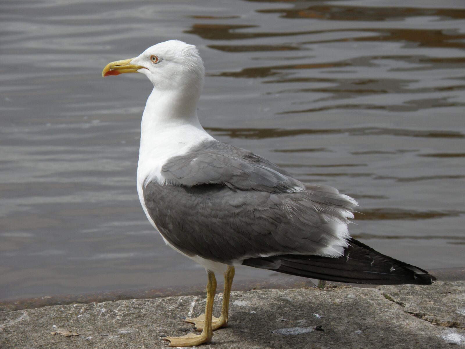 Olympus SP570UZ sample photo. Bird, seagull, river photography