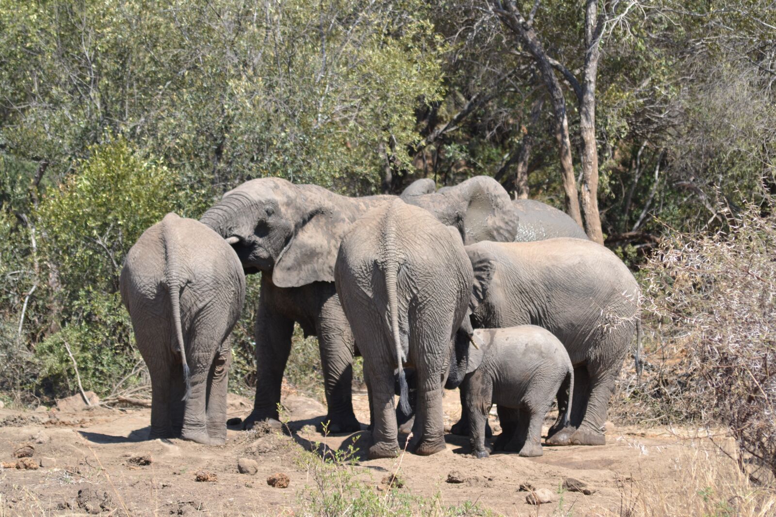 Nikon D3100 sample photo. Elephant family, elephant, tusks photography