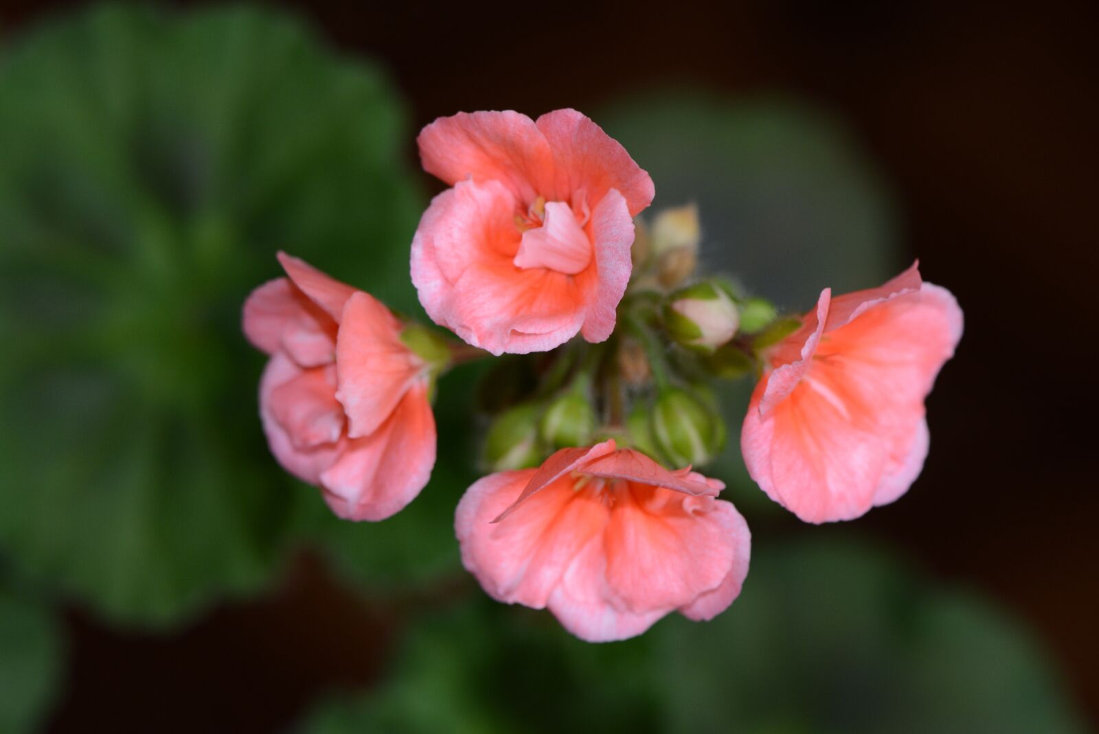Nikon D5200 sample photo. Spring, flower, beauty photography