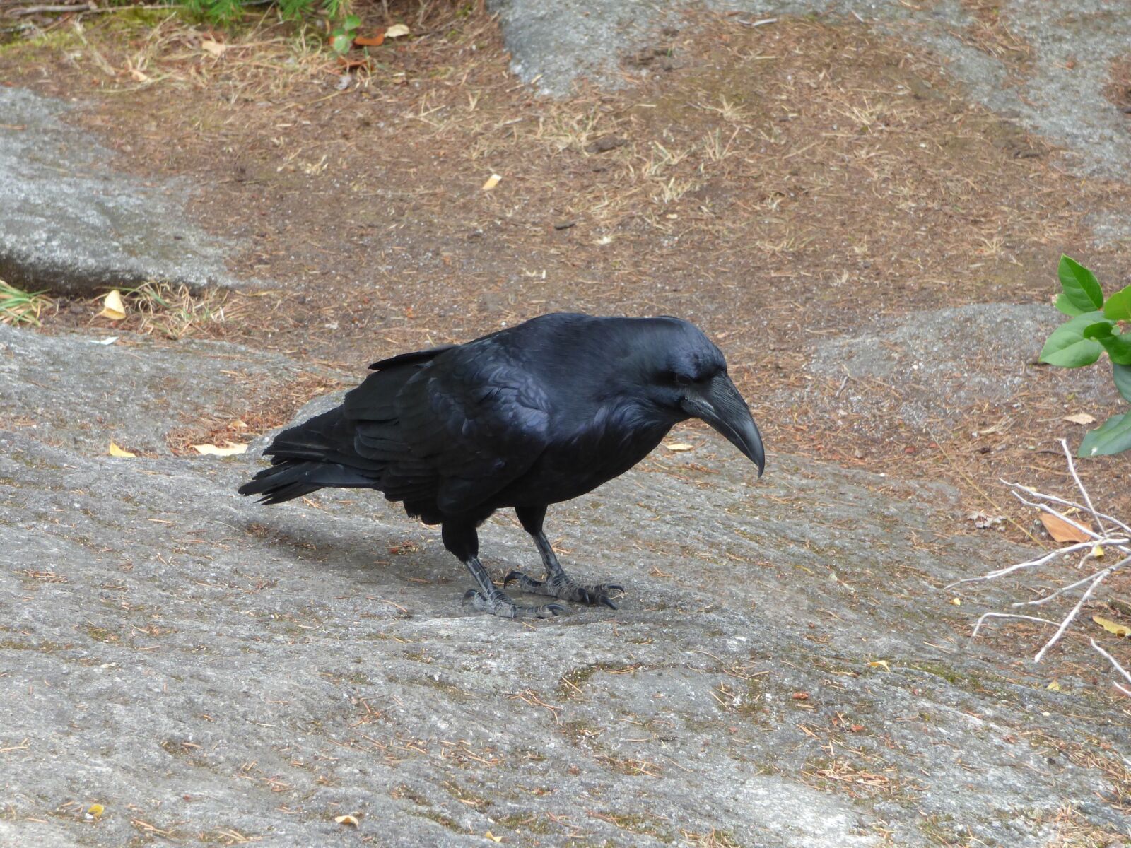 Panasonic Lumix DMC-FZ70 sample photo. Raven, bird, rock photography