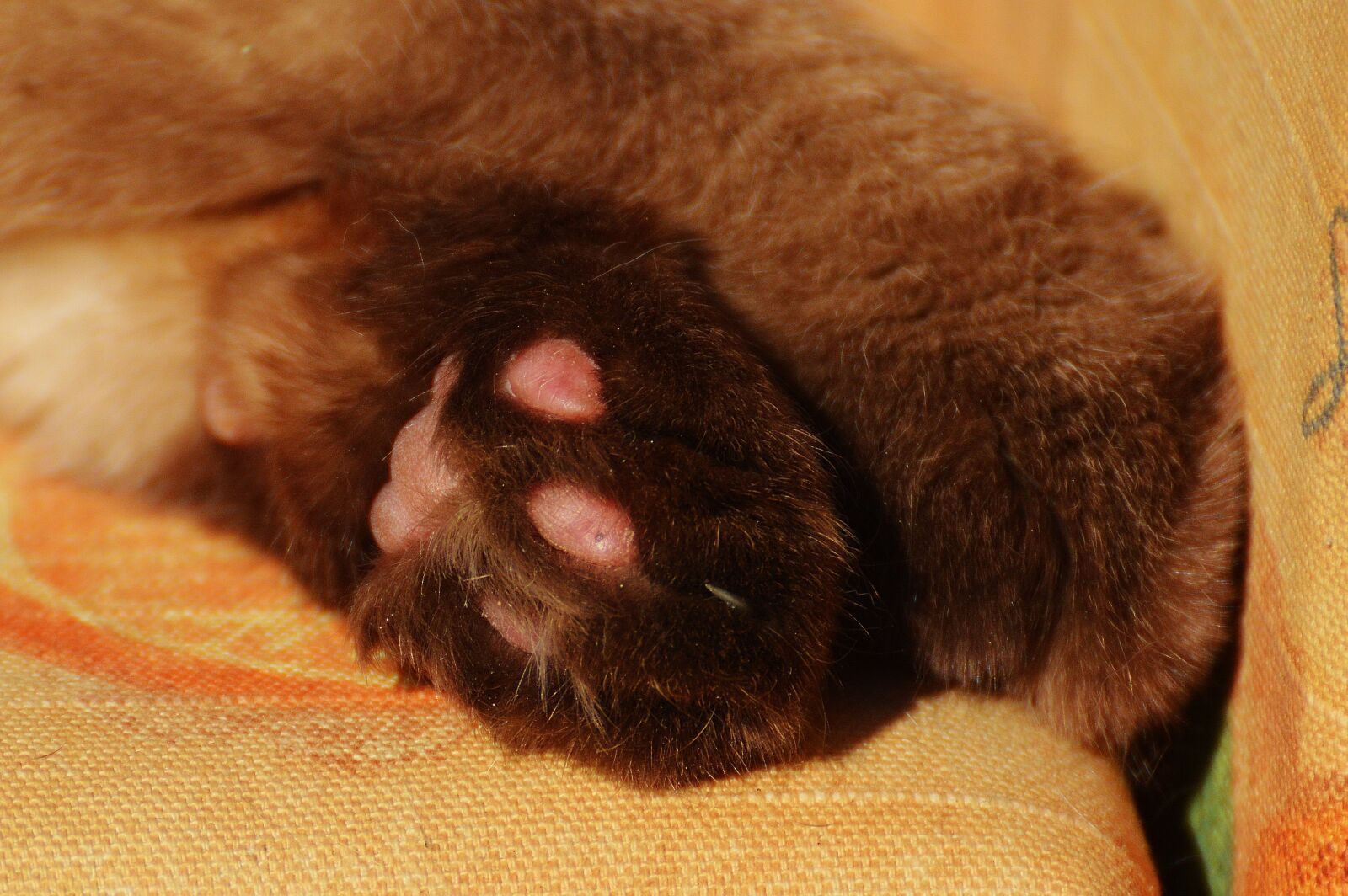 Nikon D3200 sample photo. Cat, british shorthair, paws photography