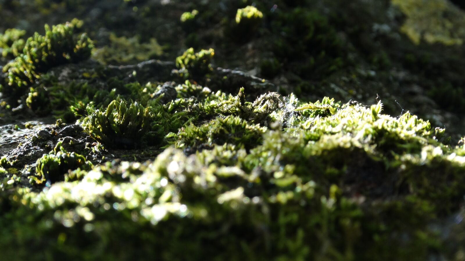 Sony Cyber-shot DSC-HX300 sample photo. Moss, cortex, tree photography