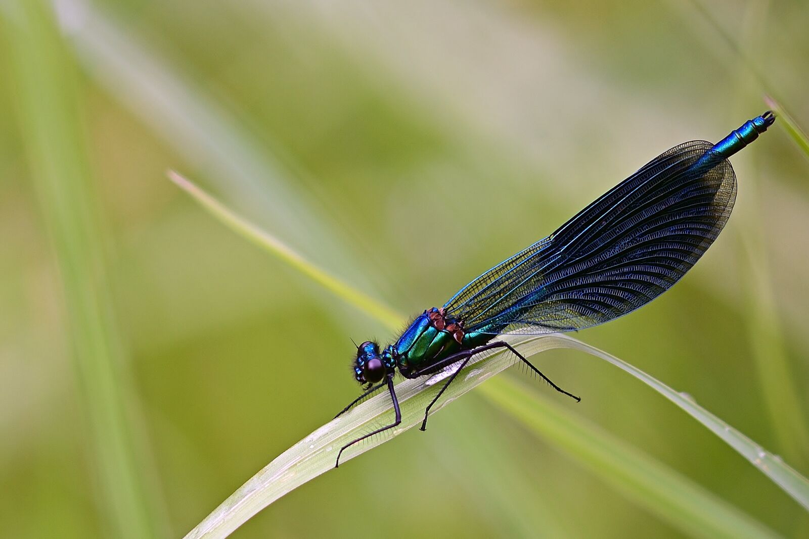 Nikon D5200 sample photo. Dragonfly, demoiselle, blue-winged demoiselle photography