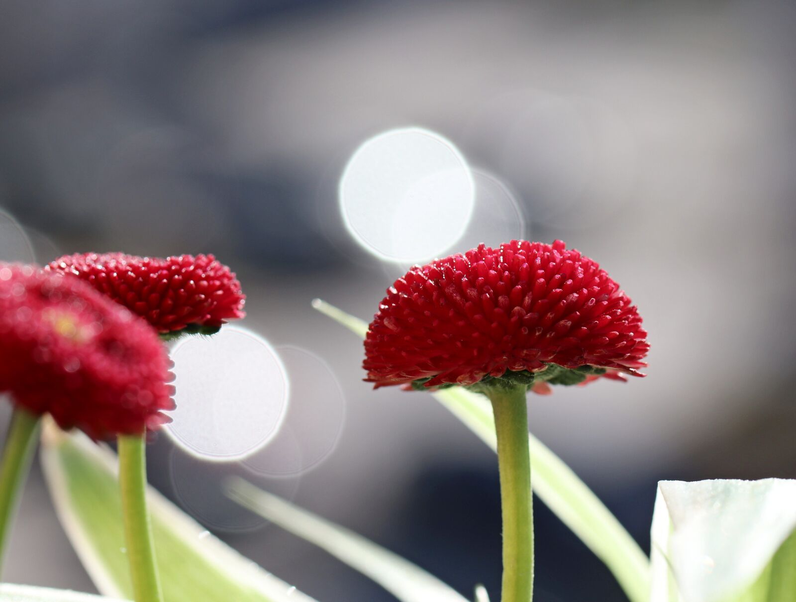 Canon EOS 80D sample photo. Flower, red, garden photography