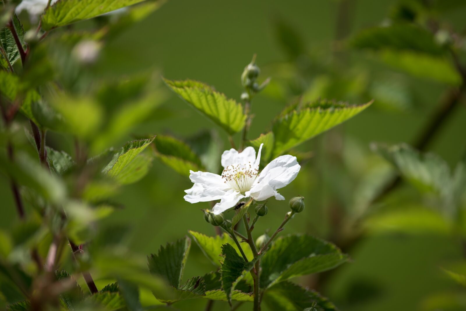 Nikon D750 sample photo. Blackberry, bramble, blossom photography