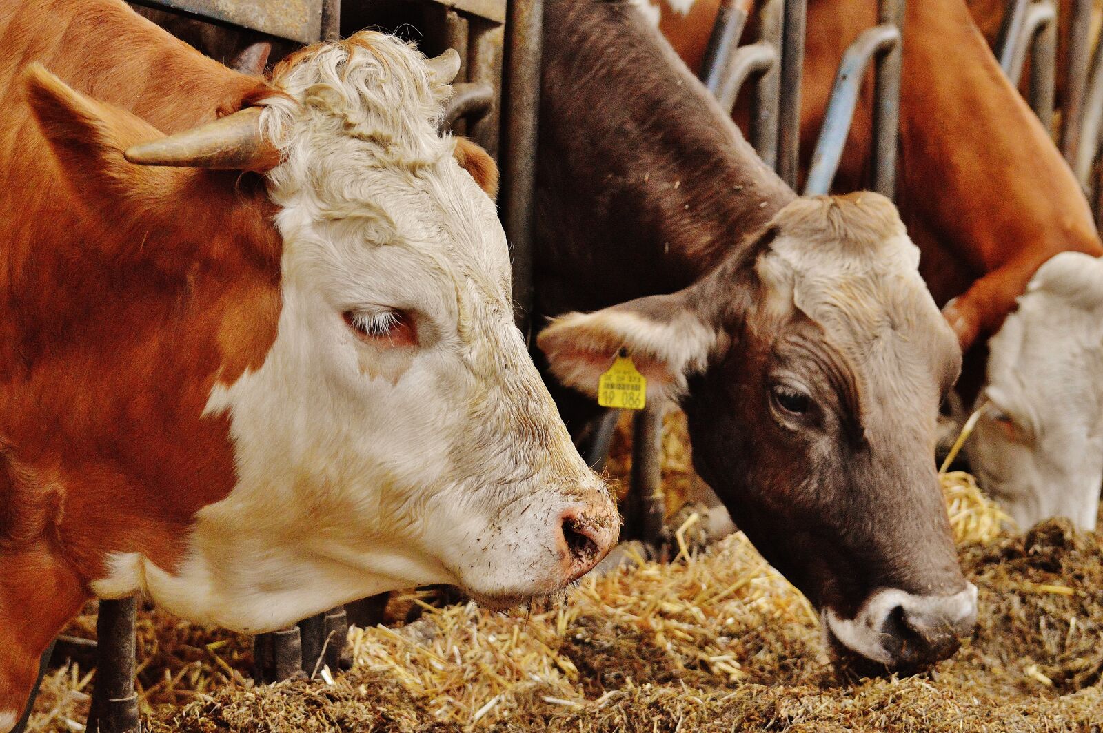 Nikon D3200 sample photo. Cows, cattle, farm photography
