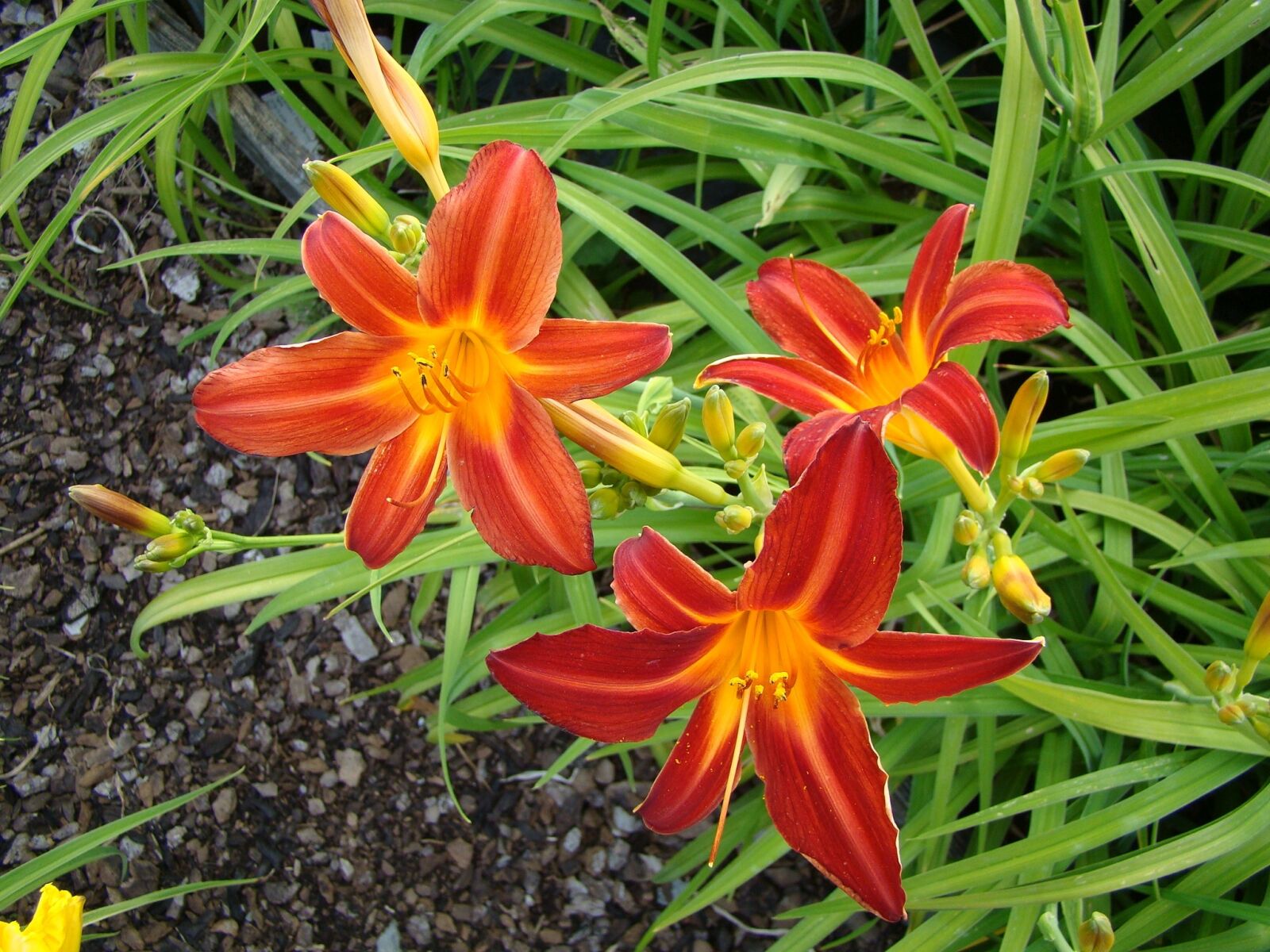Sony Cyber-shot DSC-H50 sample photo. Daylily, lilies, flower photography