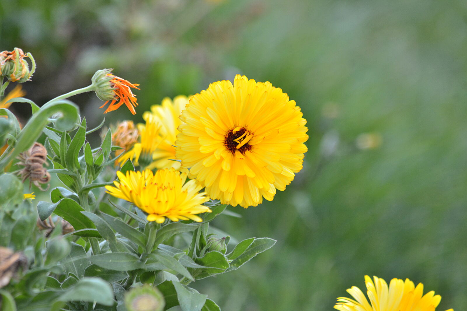 Nikon D5200 sample photo. Botanique, chrysantheme, fleur, fleur photography