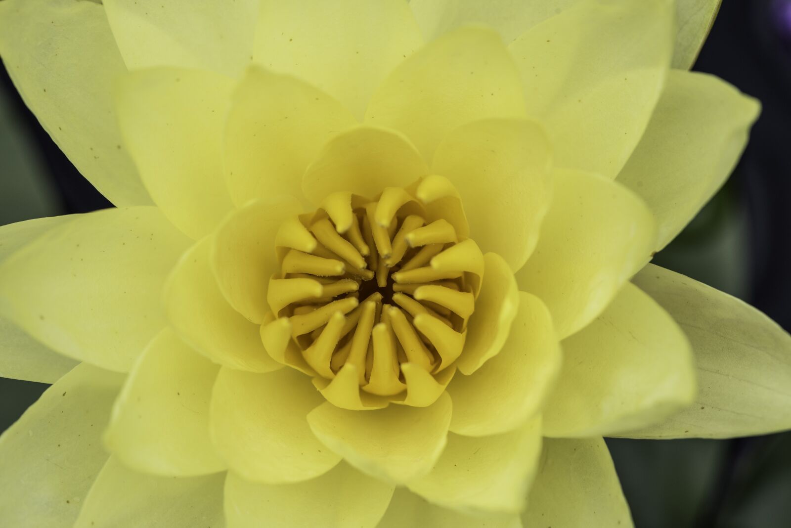 Nikon D750 sample photo. Yellow, flower, bloom photography