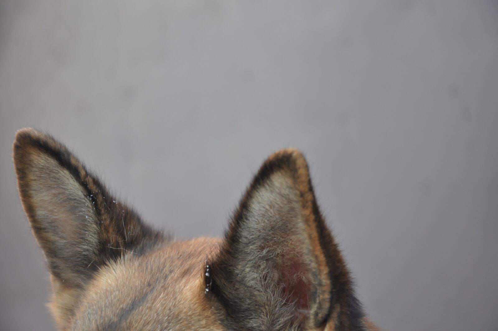 Nikon D90 sample photo. Dog, ears, background photography