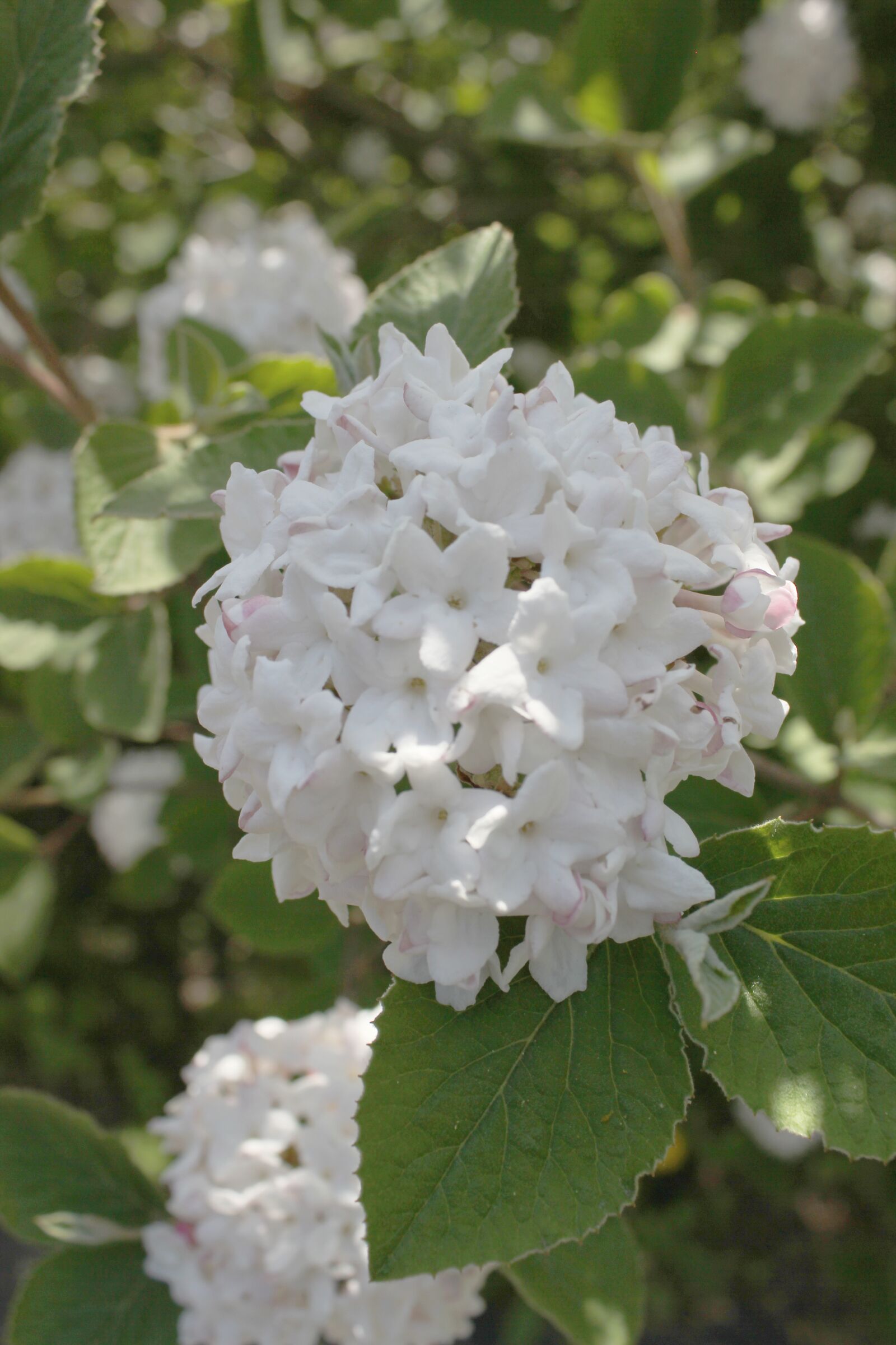 Canon EOS 550D (EOS Rebel T2i / EOS Kiss X4) sample photo. Flower, bloom, spring photography