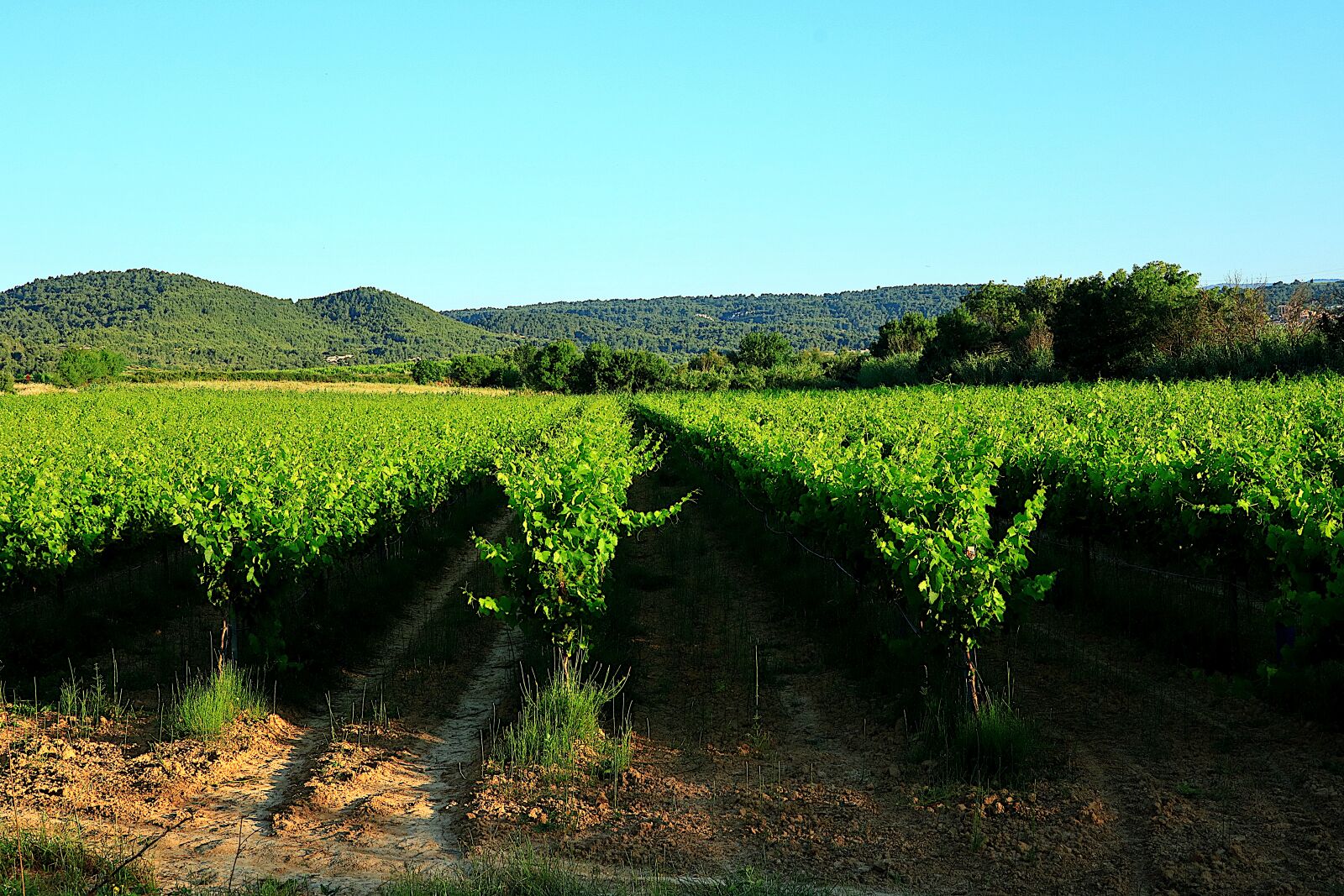 Canon PowerShot G1 X Mark III sample photo. Vineyard, vine, france photography