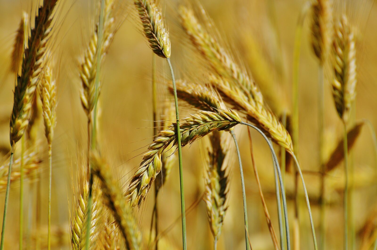 Nikon D3200 sample photo. Grain, cornfield, field photography