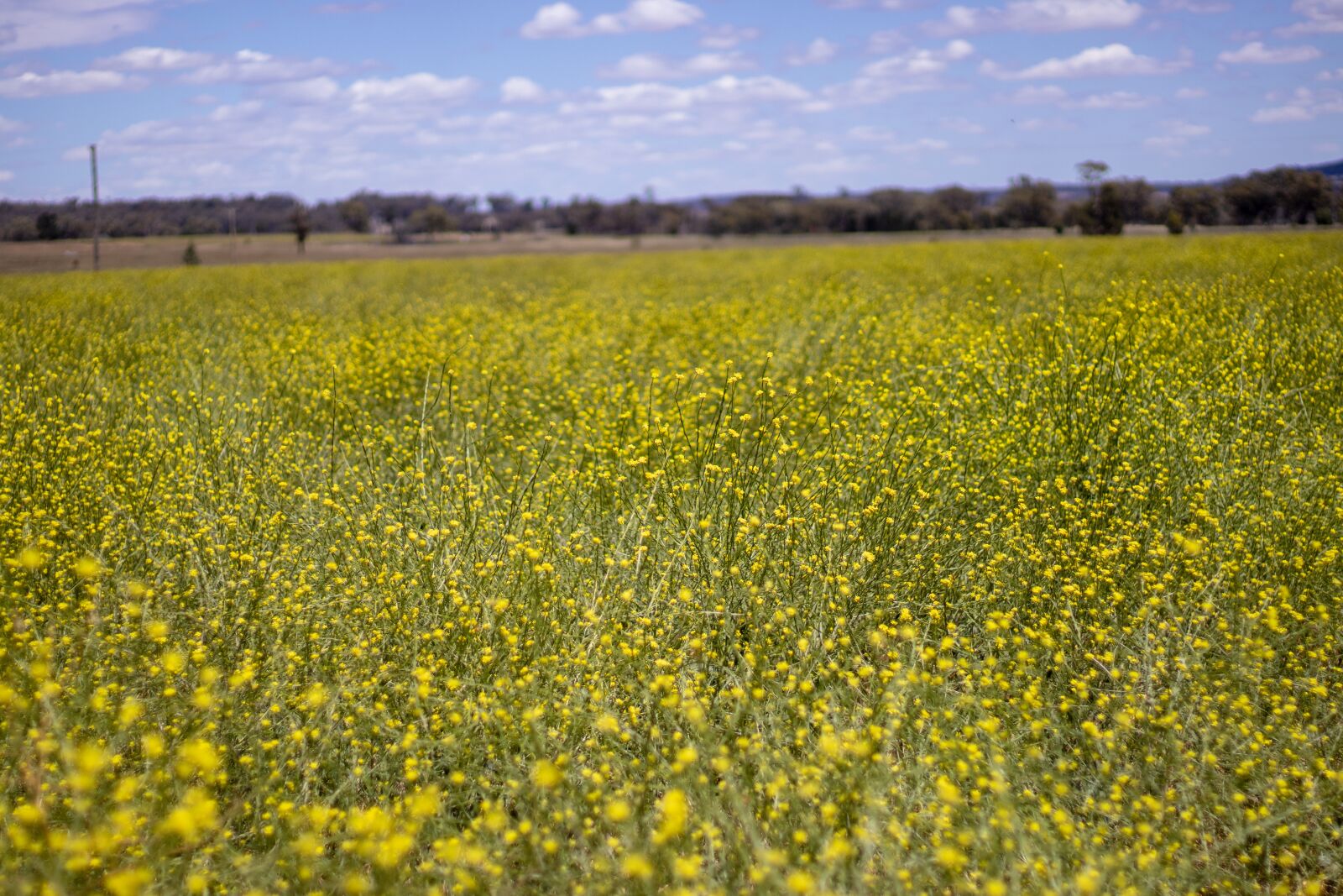 Canon EF 50mm F1.8 STM sample photo. Field, flowers, yellow photography