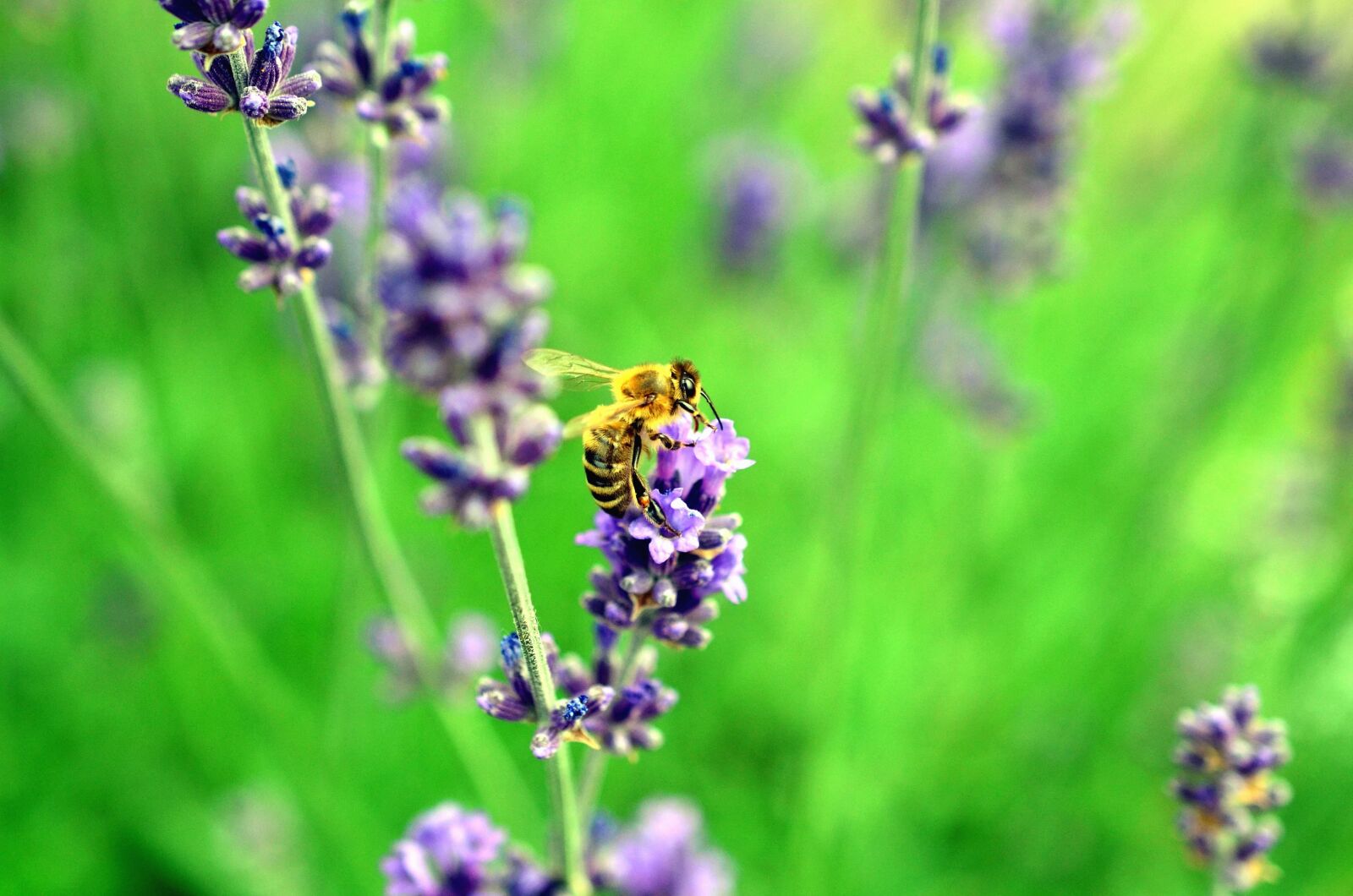 Nikon D5100 sample photo. Bee, flower, honey, meadow photography