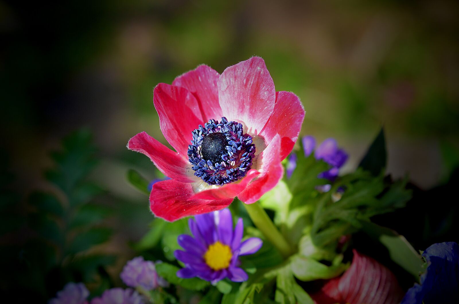 Nikon D7000 sample photo. Flower, flora, nature photography