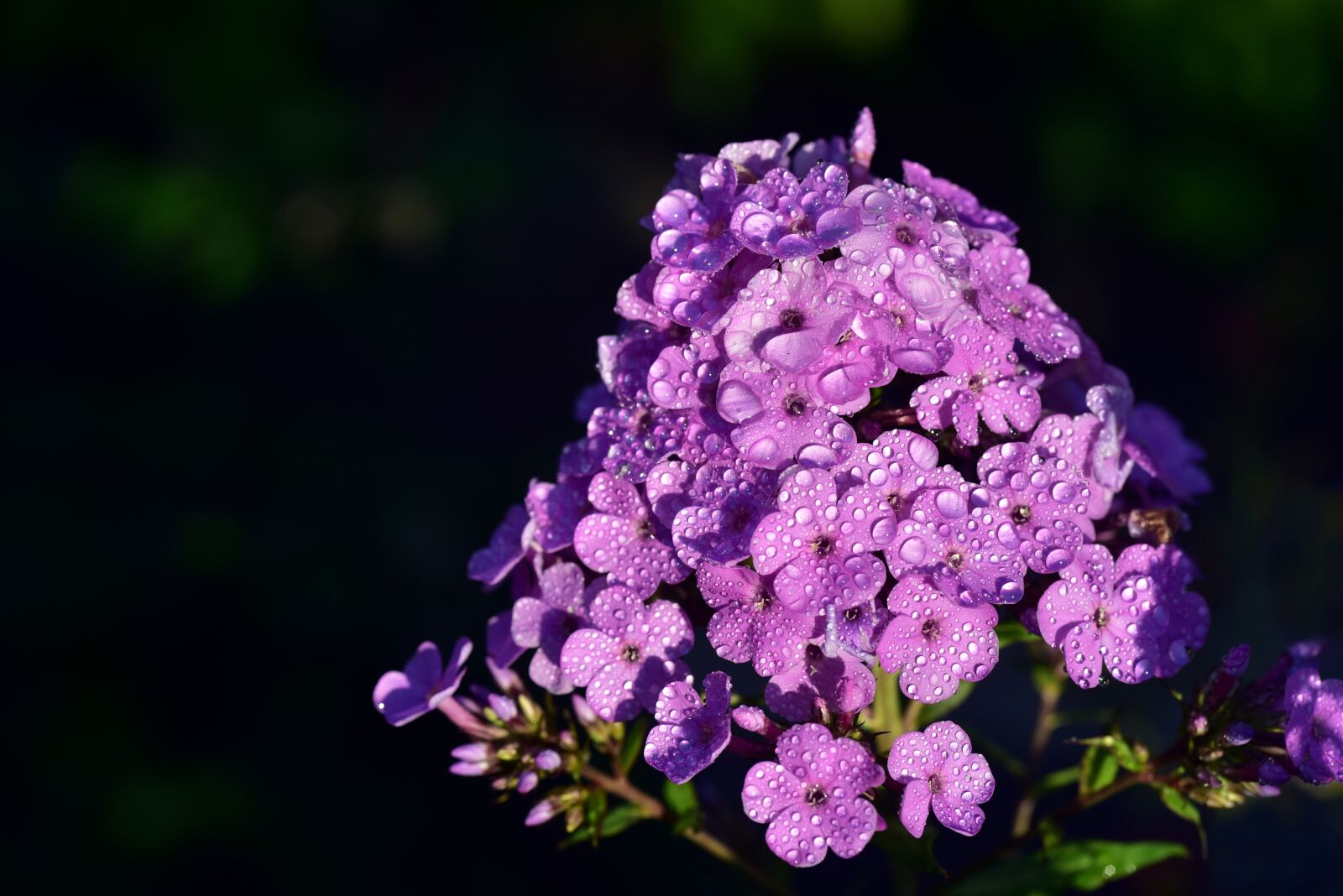 Nikon D750 sample photo. Foammenblume, phlox paniculata, blossom photography