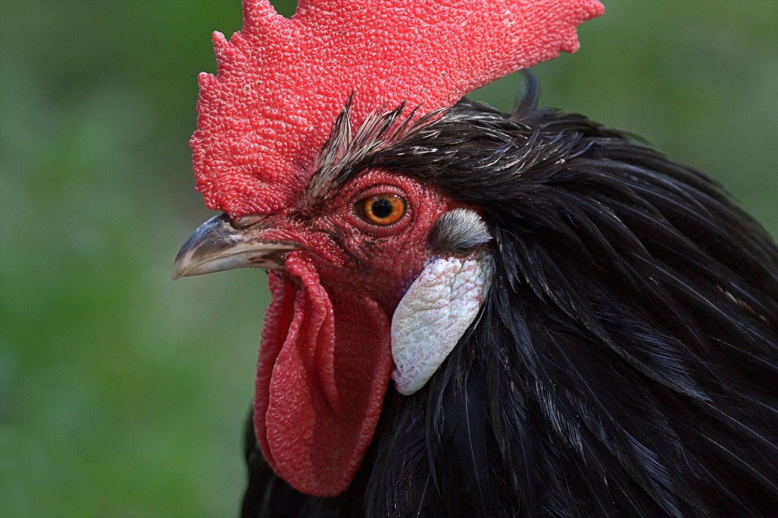 Canon EOS 40D sample photo. Hahn, gockel, bird photography