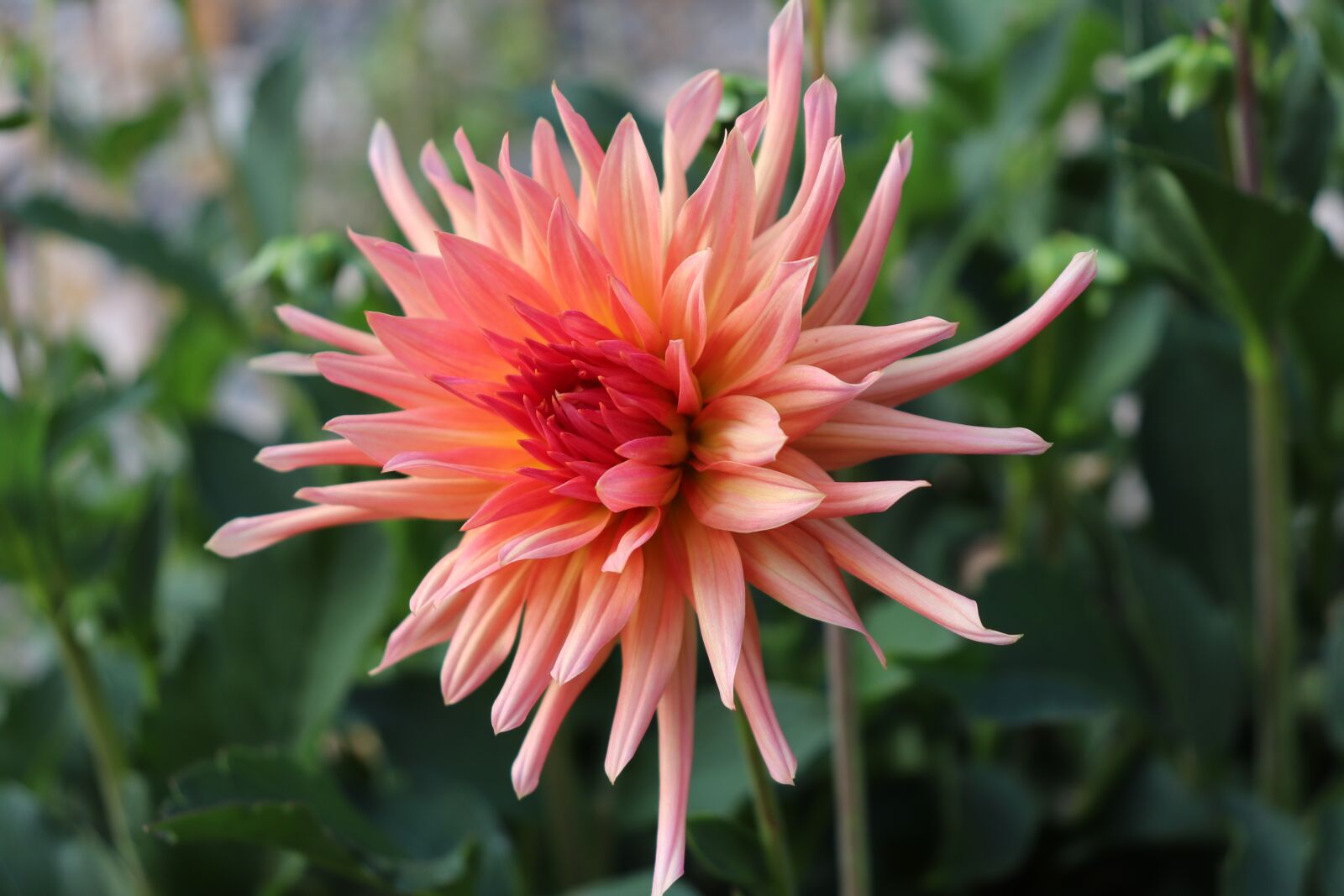 Canon EOS 800D (EOS Rebel T7i / EOS Kiss X9i) sample photo. Dahlias, flowers, plants photography