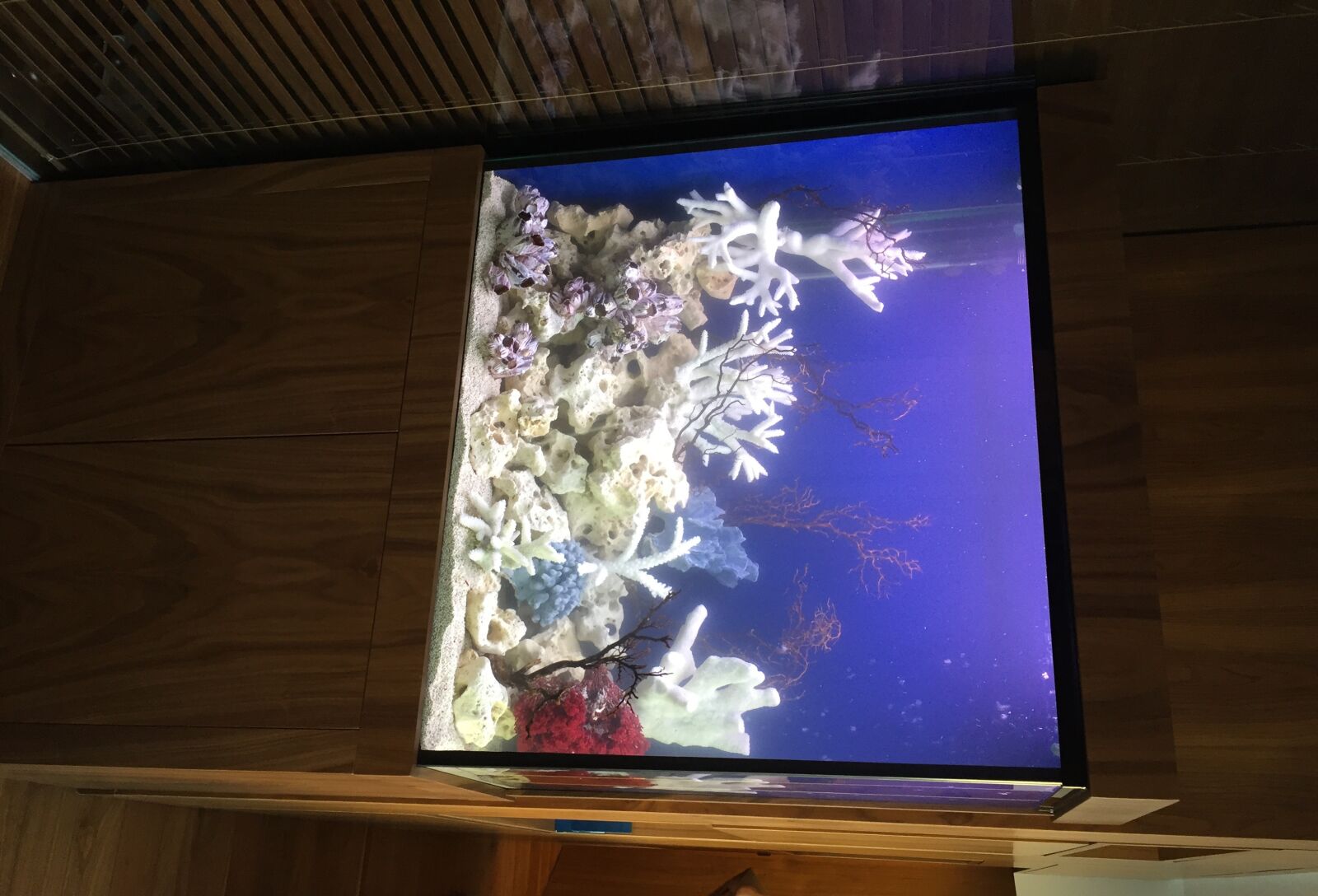 Apple iPhone 6 sample photo. Aquarium, pseudo, custom-made aquarium photography