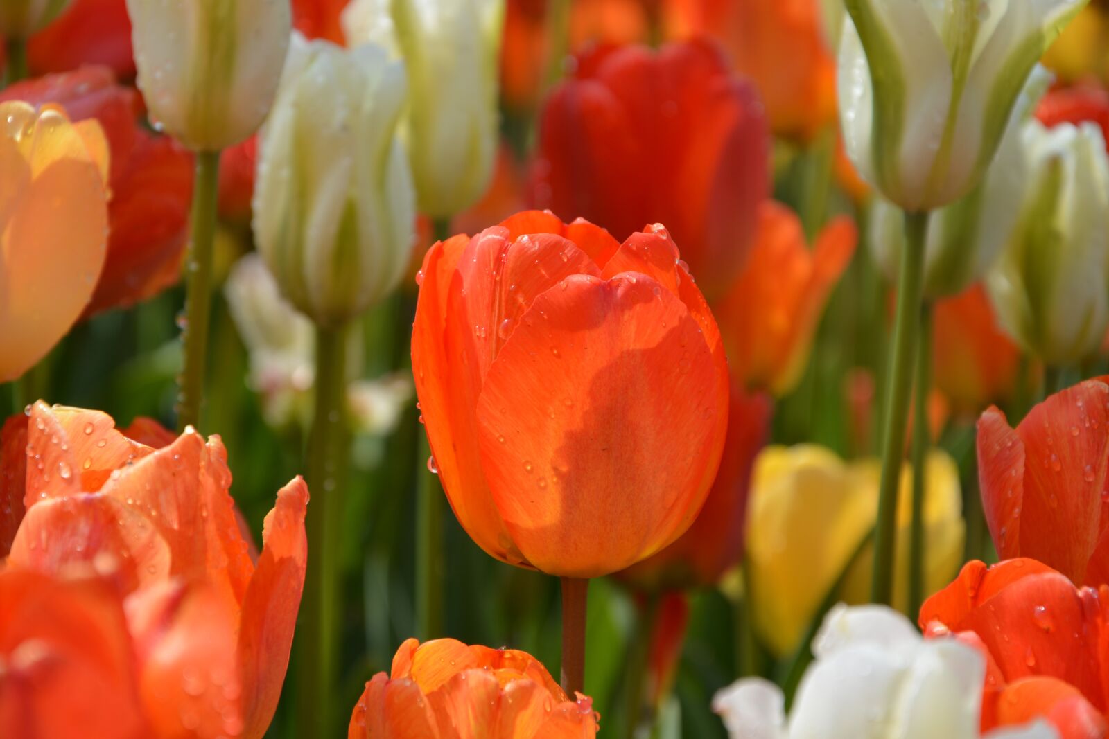 Nikon D7100 sample photo. Tulips, red, macro photography
