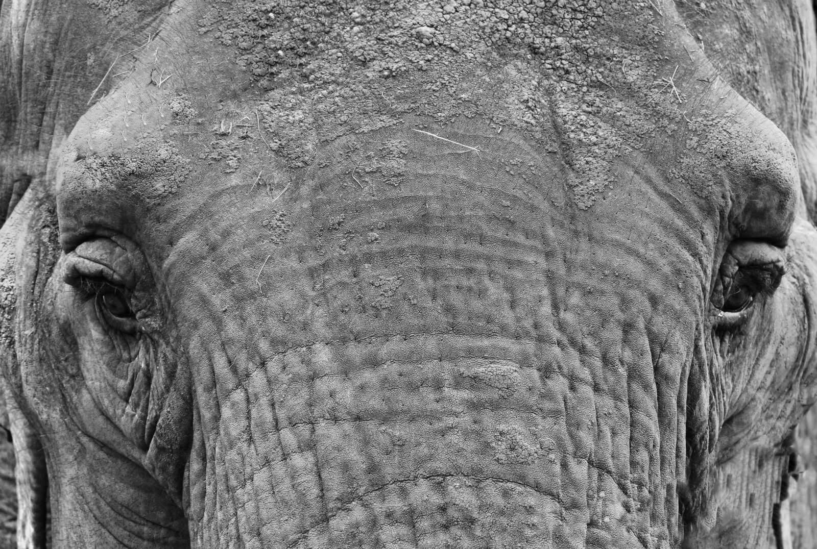 Canon EOS 700D (EOS Rebel T5i / EOS Kiss X7i) sample photo. Animals, elephant, zoo photography