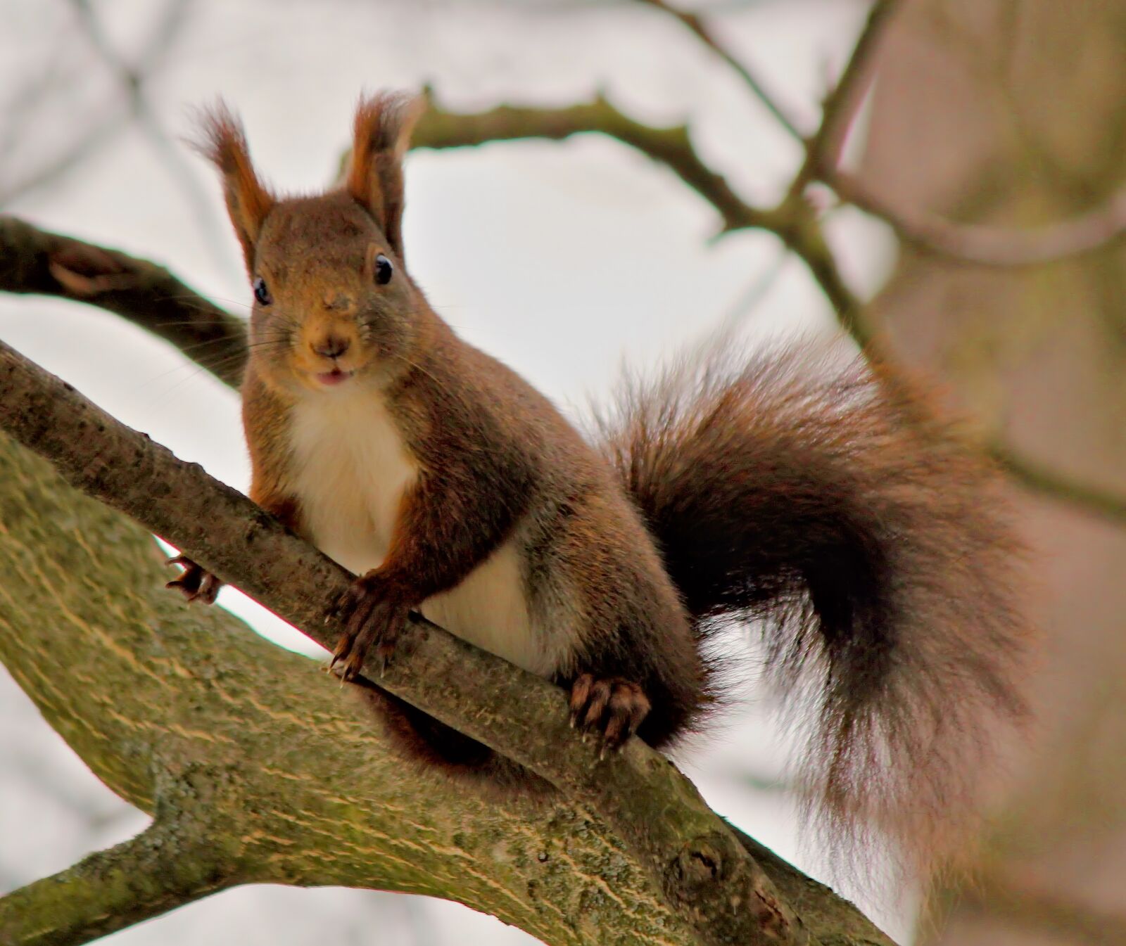 Canon EOS 550D (EOS Rebel T2i / EOS Kiss X4) sample photo. The squirrel, curious, tree photography